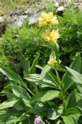 Gentiana burseri subsp. villarsii